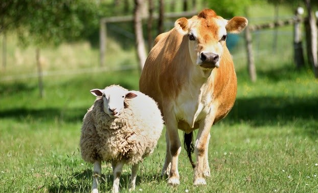 Hewan Qurban