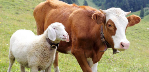 Qurban