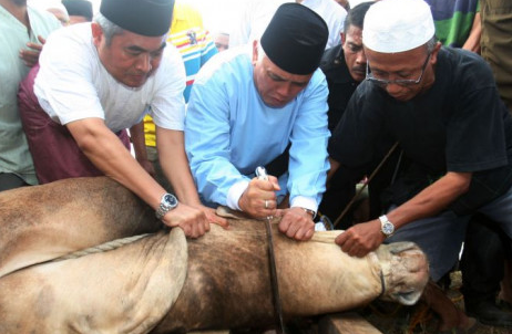 Cara Sembelih Hewan Qurban