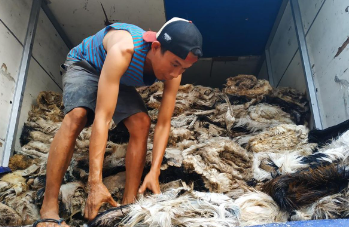 Cara Distribusi Kulit Hewan Qurban