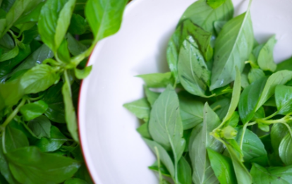 Manfaat Daun Kemangi