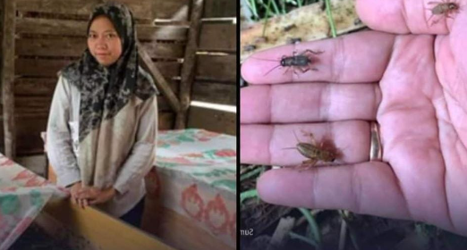 Ibu Putri raih Rp3jutaan sekali panen jangkrik