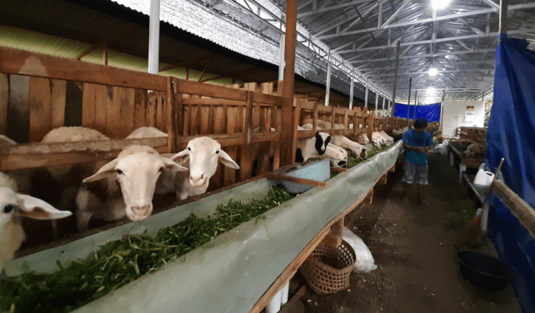 Peternakan domba lokal di Kulonprogo