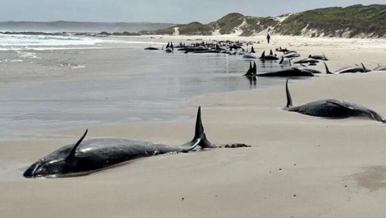 Paus Terdampar di Tasmania Australia 2025