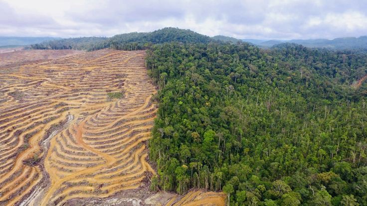 Kenaikan Deforestasi Indonesia 2024