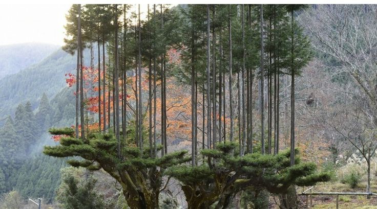 Teknik Daisugi budidaya cedar Jepang