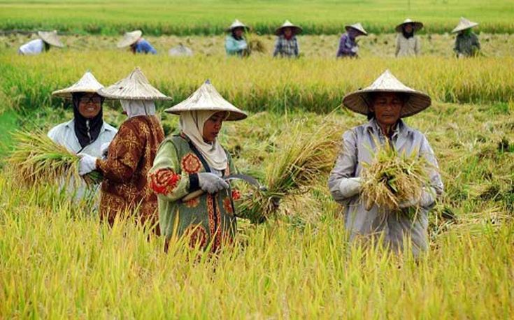 Wamentan Ajak Penyuluh Pertanian Kawal Swasembada