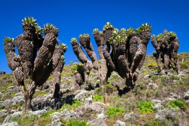 Groundsel raksasa di Gunung Kilimanjaro