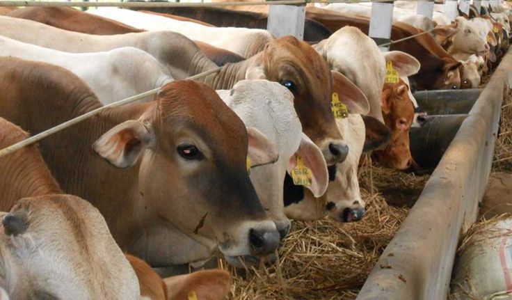 Kesiapan Sapi Kurban Aman dari PMK Jelang Idul Adha