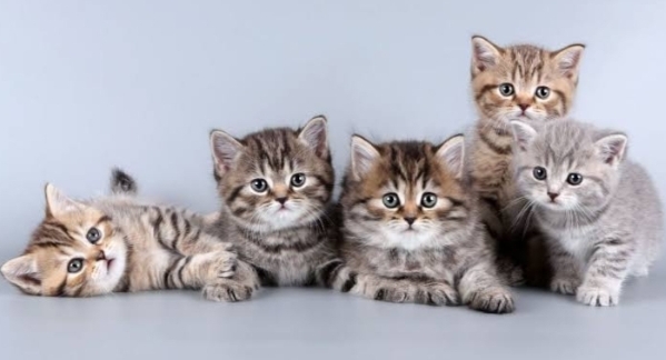 hukum bulu kucing rontok dalam salat