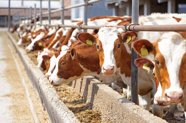 Program investasi sapi hidup nasional 2025