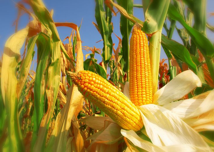 Program serap jagung petani 2025 oleh pemerintah