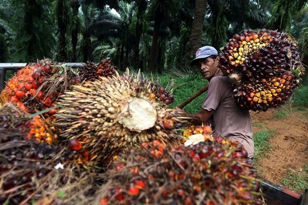Pertanian Masih Jadi Tulang Punggung Ekonomi Sebulu