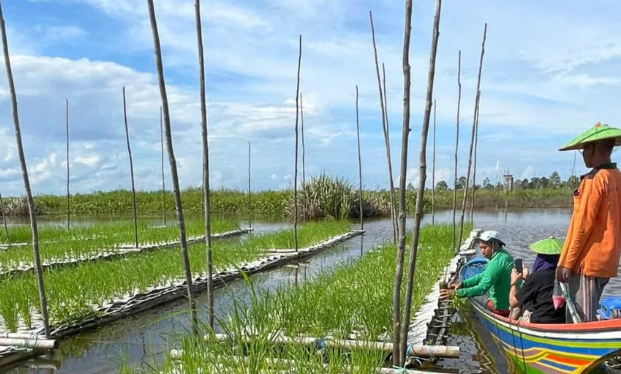 Sawah Apung