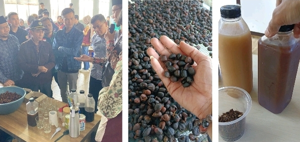 Pameran dan Penyuluhan Produk Inovasi Komoditas Buah Ceri Kopi Desa Mekarmanik