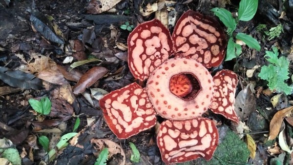 Rafflesia Hasseltii Bermekaran, Mitos Kelangkaan Buyar Rafflesia Hasseltii Bermekaran, Mitos Kelangkaan Buyar