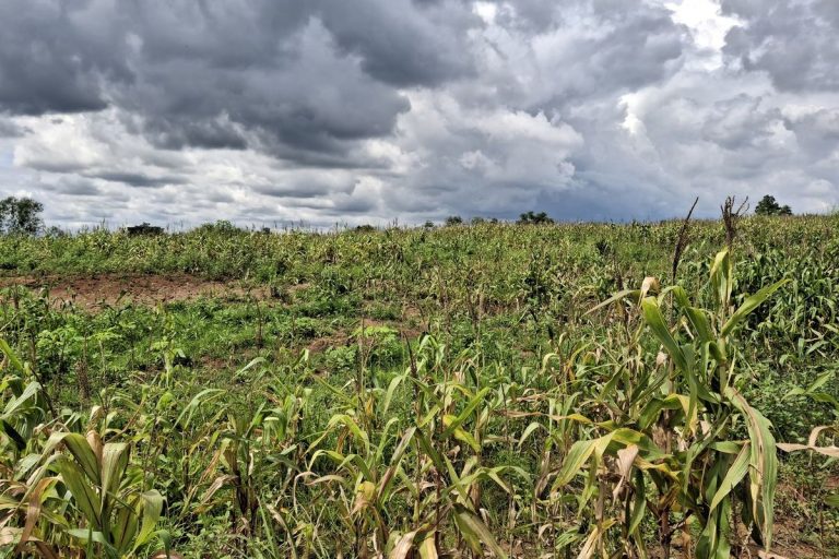 Kapolresta Tegaskan Jagung Bantarpanjang Belum Gagal