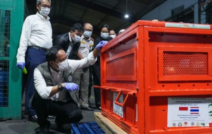 Kemenhut Berhasil Repatriasi Empat Orangutan Korban Perdagangan Ilegal ke Indonesia Raja Juli Antoni