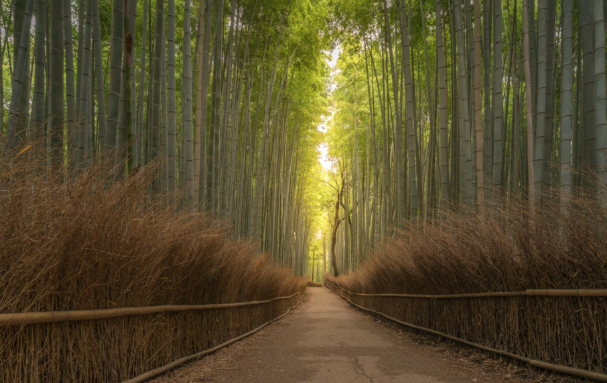 Hutan Bambu Arashiyama