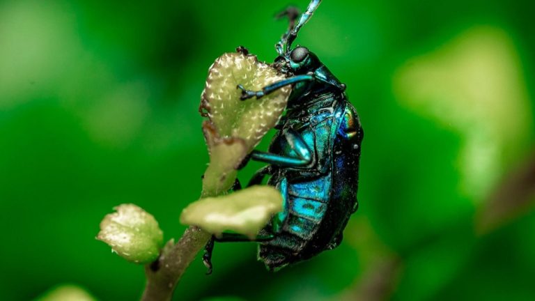 Sikas memancarkan panas menarik kumbang