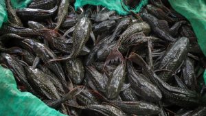 Netralkan sungai dari ikan sapu-sapu