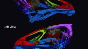 Ilustrasi fosil burung purba kecil hidup bersama dinosaurus