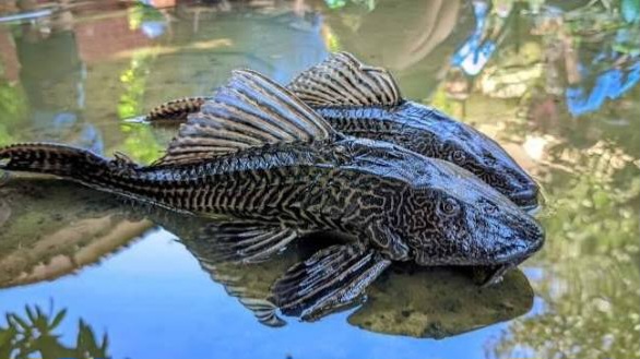 Kenapa Ikan Sapu-Sapu Disebut Invasif? Ini Faktanya Ikan sapu-sapu invasif