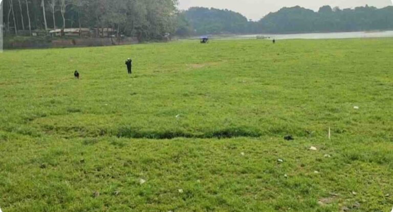 Kemarau Ubah Situ Gede Tasikmalaya Jadi Hamparan Rumput Hijau Situ Gede Tasikmalaya