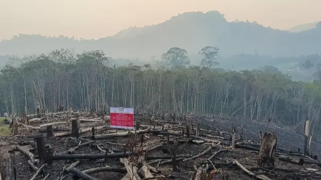 Kemenhut Sanksi 6 Perusahaan Usai Karhutla